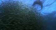кадр из фильма Дикий океан (Wild Ocean) - 7
