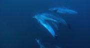 кадр из фильма Дикий океан (Wild Ocean) - 8