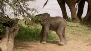 кадр из фильма BBC: Тайная жизнь слонов (BBC: The Secret Life of Elephants) - 10