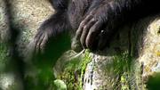 кадр из фильма Тайная жизнь приматов (Among the Apes) - 8