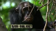 кадр из фильма Тайная жизнь приматов (Among the Apes) - 9