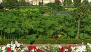 кадр из фильма Европейские сады: Франция (European Gardens: France) - 5