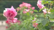 кадр из фильма Европейские сады: Франция (European Gardens: France) - 6