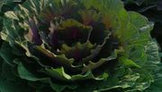 кадр из фильма Европейские сады: Франция (European Gardens: France) - 7