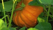 кадр из фильма Европейские сады: Франция (European Gardens: France) - 8