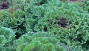кадр из фильма Европейские сады: Франция (European Gardens: France) - 9
