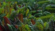 кадр из фильма Европейские сады: Франция (European Gardens: France) - 10