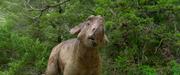 кадр из фильма Прогулки с динозаврами (Walking with Dinosaurs 3D) - 6