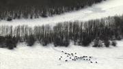 кадр из фильма Замёрзшая планета (Frozen Planet) - 1