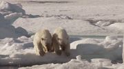 кадр из фильма Замёрзшая планета (Frozen Planet) - 5