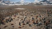 кадр из фильма Замёрзшая планета (Frozen Planet) - 6