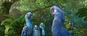 кадр из фильма Рио 2 (Rio 2) - 5