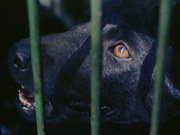кадр из фильма Собачий мир (Mondo cane) - 4