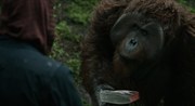 кадр из фильма Планета обезьян: Революция (Dawn of the Planet of the Apes) - 22
