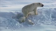 кадр из фильма Замёрзшая планета (Frozen Planet) - 12