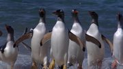 кадр из фильма Замёрзшая планета (Frozen Planet) - 13