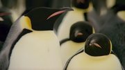 кадр из фильма Замёрзшая планета (Frozen Planet) - 18