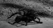 кадр из фильма Невероятно худеющий человек (The Incredible Shrinking Man) - 5