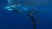 кадр из фильма BBC: Морские гиганты (Ocean Giants) - 1