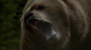 кадр из фильма Гризли (Into the Grizzly Maze) - 10