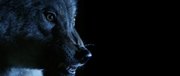 кадр из фильма Лихорадка (Horsehead) - 5