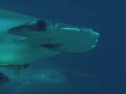 кадр из фильма BBC: Голубая планета (The Blue Planet) - 2