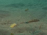 кадр из фильма BBC: Голубая планета (The Blue Planet) - 6