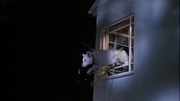 кадр из фильма Белая собака (White Dog) - 2