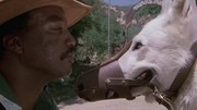 кадр из фильма Белая собака (White Dog) - 4