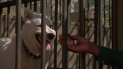 кадр из фильма Белая собака (White Dog) - 8