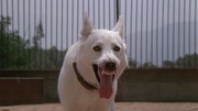 кадр из фильма Белая собака (White Dog) - 10