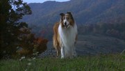 кадр из фильма Лэсси (Lassie) - 2