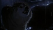 кадр из фильма Лэсси (Lassie) - 4