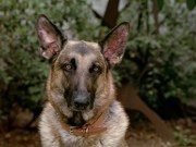 кадр из фильма Пес дьявола: Гончая ада (Devil Dog: The Hound of Hell) - 3