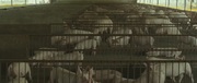 кадр из фильма Мистер Свин (Sr. Pig) - 2