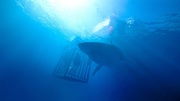 кадр из фильма Синяя бездна (47 Meters Down) - 18