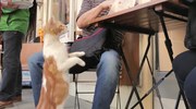 кадр из фильма Город кошек (Kedi) - 1