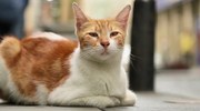 кадр из фильма Город кошек (Kedi) - 2