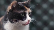 кадр из фильма Город кошек (Kedi) - 3