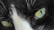 кадр из фильма Город кошек (Kedi) - 4
