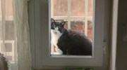 кадр из фильма Город кошек (Kedi) - 5