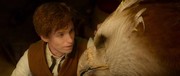 кадр из фильма Фантастические твари и где они обитают (Fantastic Beasts and Where to Find Them) - 1