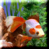 Goldfish2 large