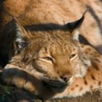 Lazylynx large