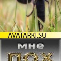 Sex11293 large