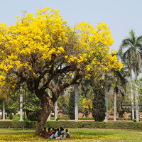 Yellowtree large