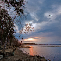Shymilova large