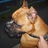 Bleyddog large