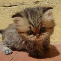%d0%9a%d0%b8%d1%81%d0%b0555 large