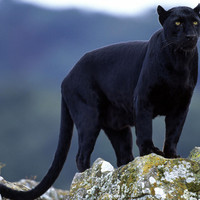 Black panthera large